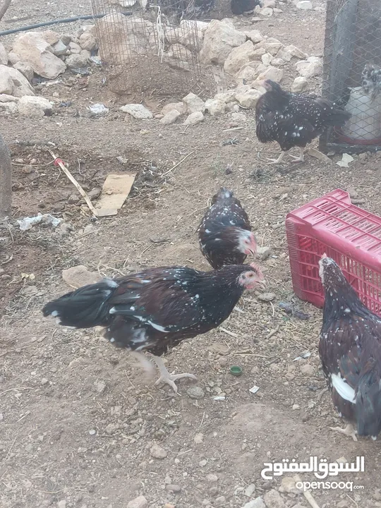 ديك سايكس بورسلان