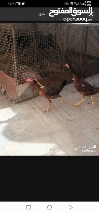 دجاجه باكستانيه للبيع و تبادل دجاج عماني و فرنسي