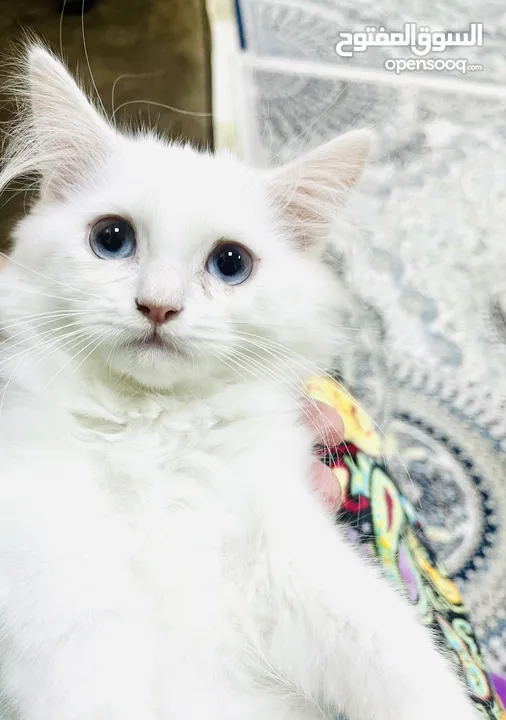 Original Persian (Shirazi) Kitten...male..blue eyes