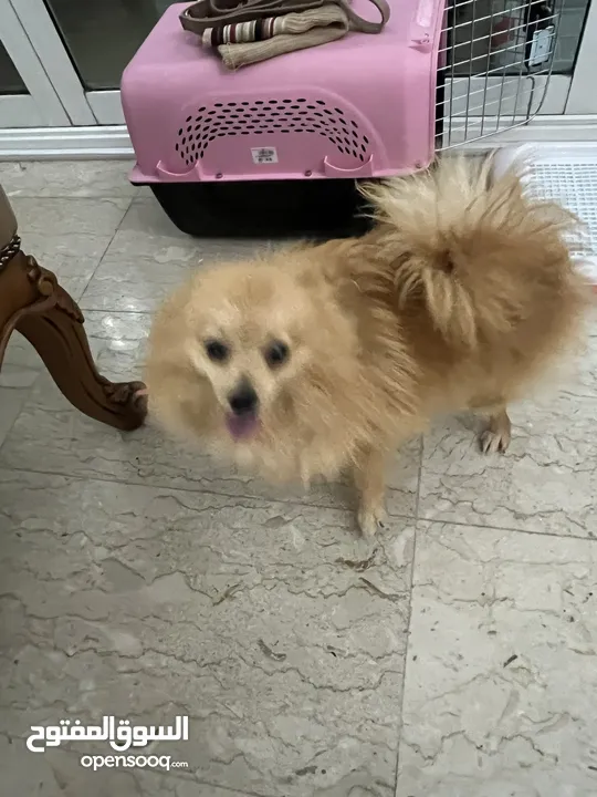 Pomeranian Dog 8 months