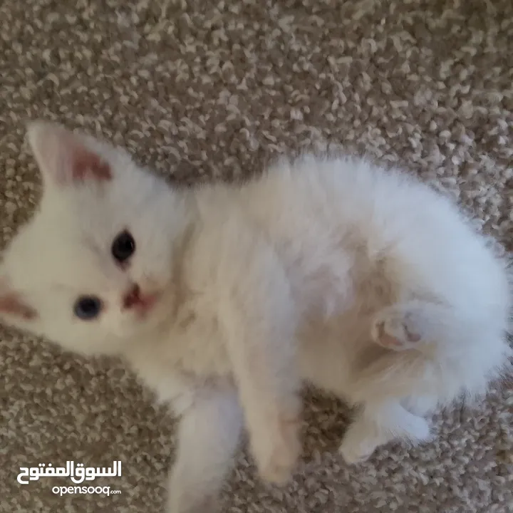 قطط سكوتش و شيرازي سكوتش فولد لعب