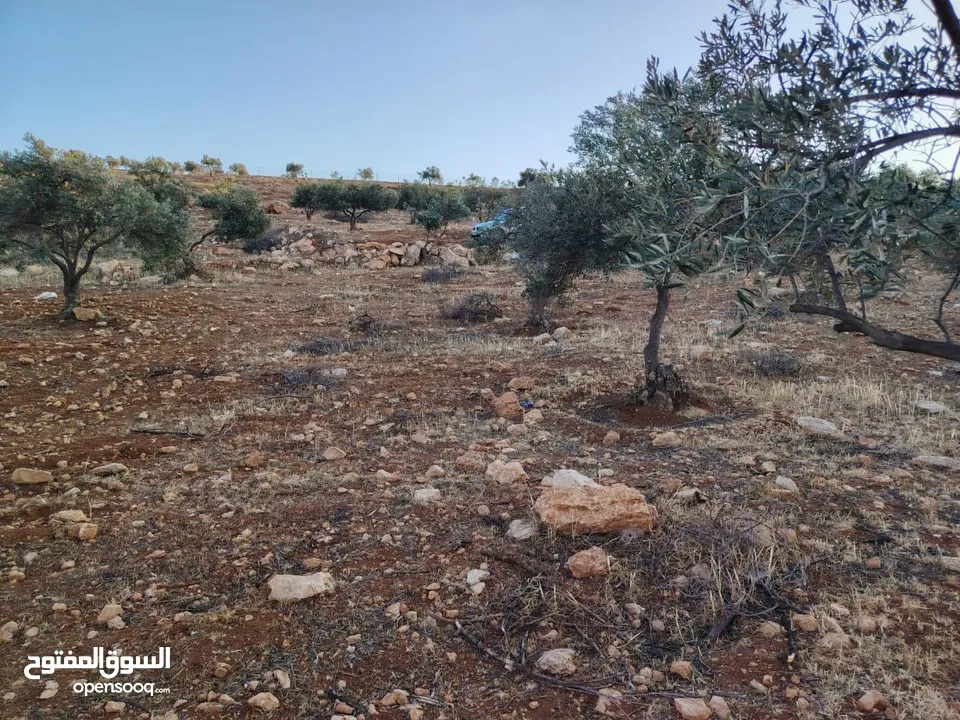 مزرعة لقطة مميزة مشجرة جرش دحل مساحة 3دونمات ونصف
