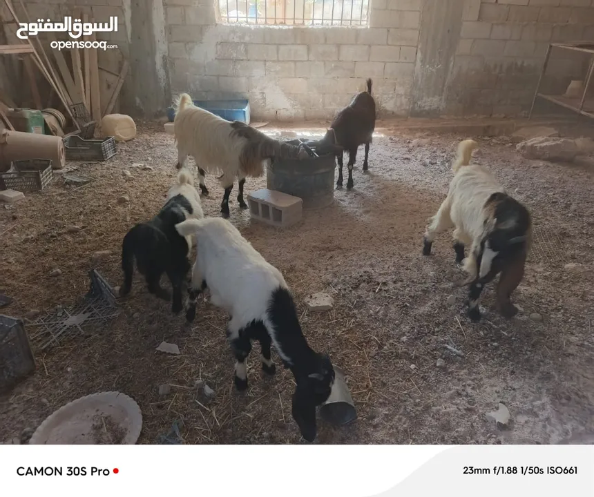 عنزتين للبيع او بدل على خرفان