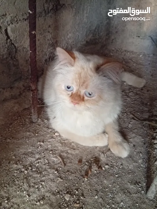 قطاط شرزي متوفر لدنا