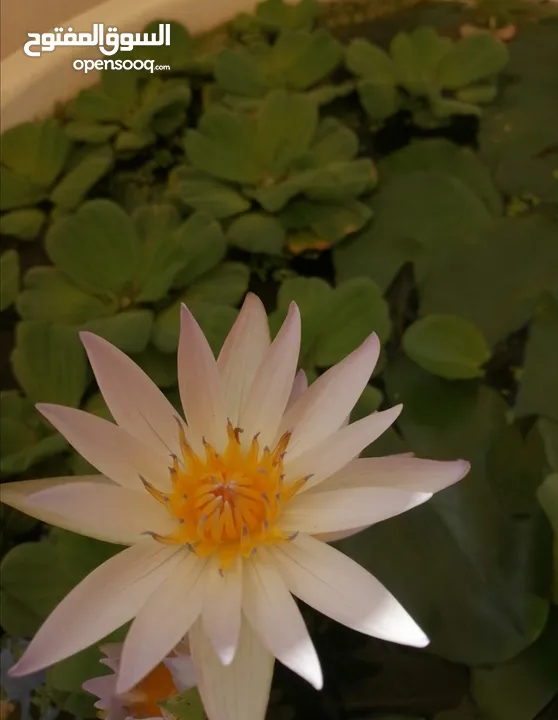 White water Lily for sale - Azaiba