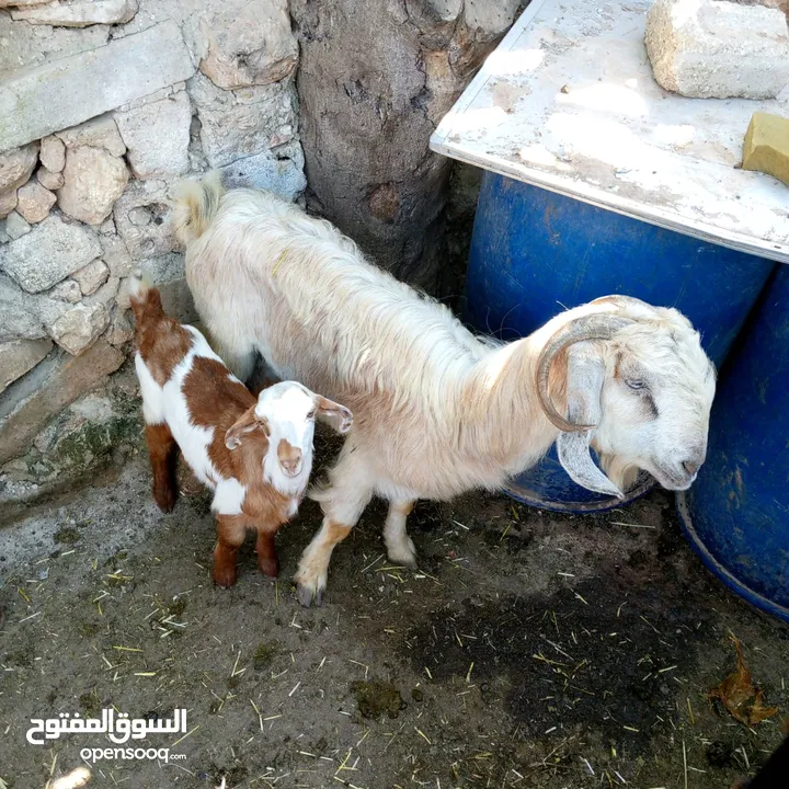 عنز وراها جدي سن جميع بس مكسورلها سنها عن الجنب العنز يشهد الله نخب أول بالحليب