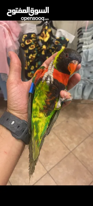 ببغاء الوري محجله الطائره حلوه