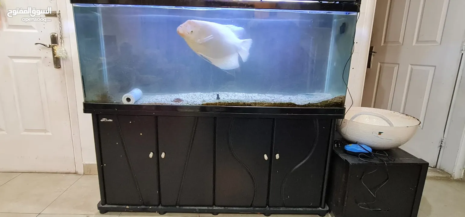 Gaint Gourami with fish tank