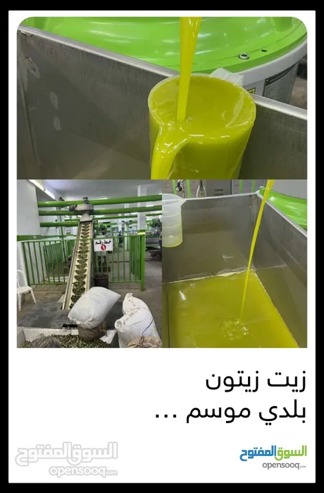 زيت زيتون (جبال عجلون)