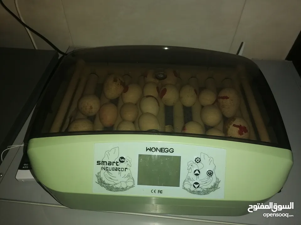 فقاسه 32 بيضه دجاج و65 بيض فري اوحجل أو بيض حمام