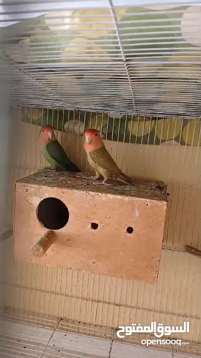 2 love bird breeder pair for sale