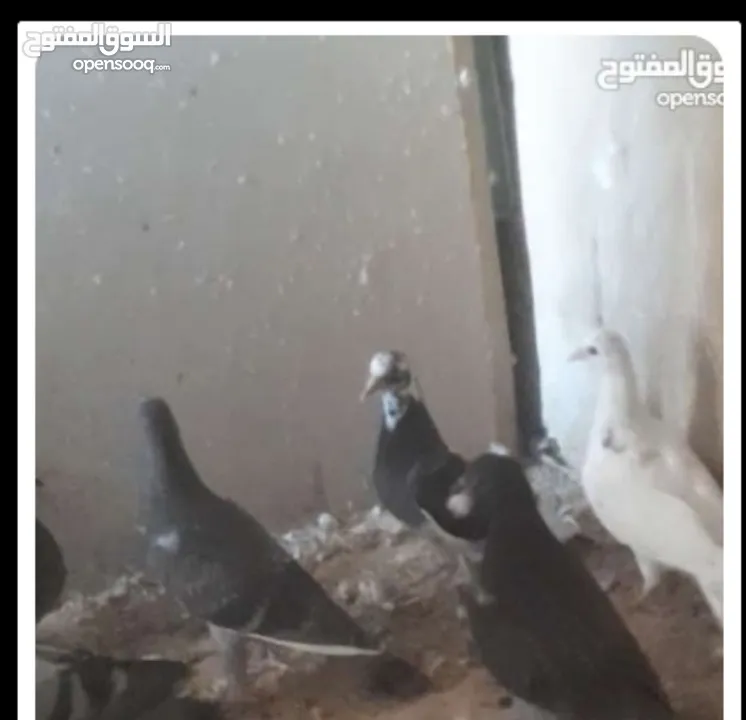 مطلوب حمام بلدي شغال