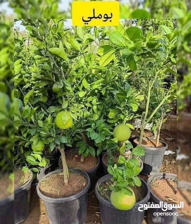 مشاتل الرويال لزراعه ومتابعه الاشجار