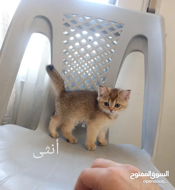 كتين سكوتش فولد وستريت
