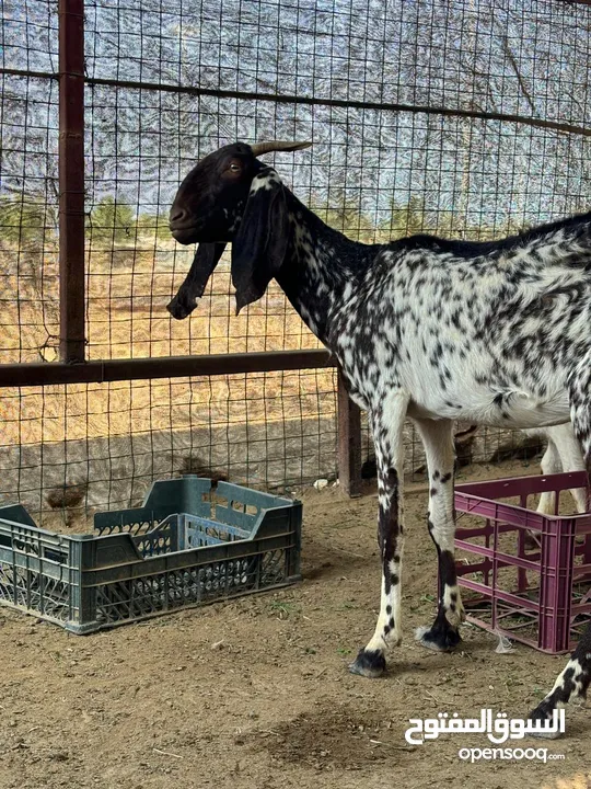 شاه باكستانيه اللون الجيش النادر