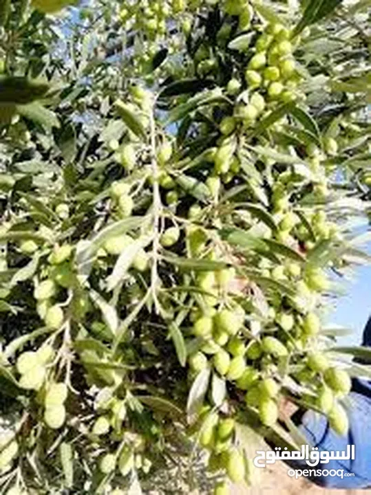يا أهل ألأردن اللي واثف أن زيت زيتونه اصلي100%يجبلي تنكه ويحلف يمين ان زيته غير مغشوش وبدفع كاش فورآ