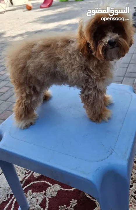 Toy Poodle female 3months  for sale