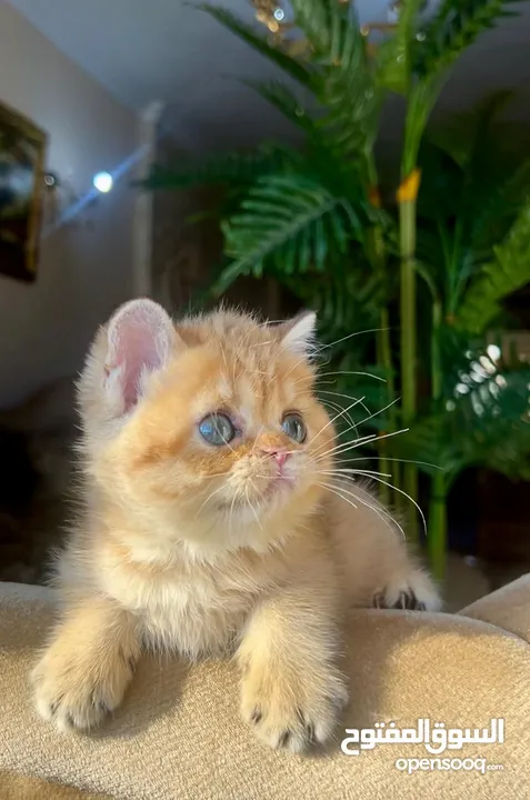 Scottish girl Registered & imported parents from Russia