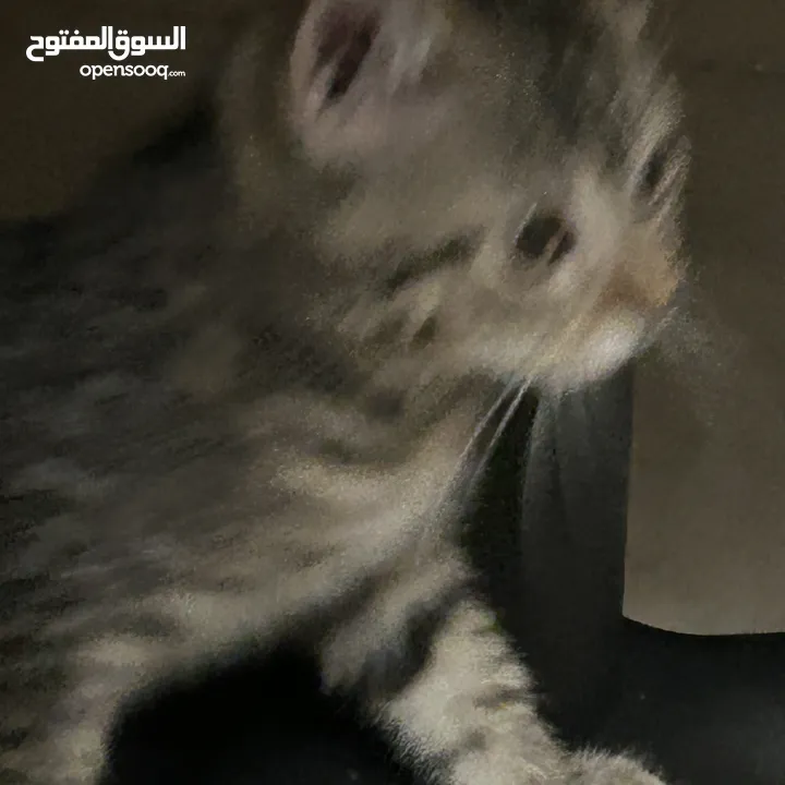 قط شيرازي ذكر