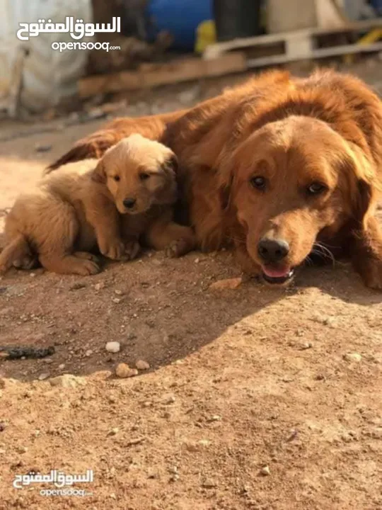 جولدن ريتريفر اصلي golden retriever pure