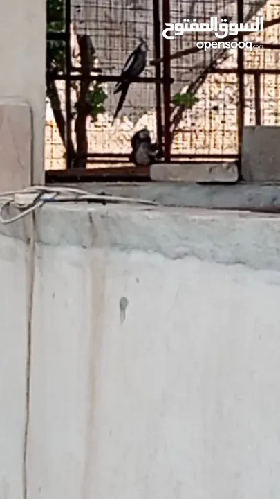 كوكتيل وايت فيس جوزين شغالات