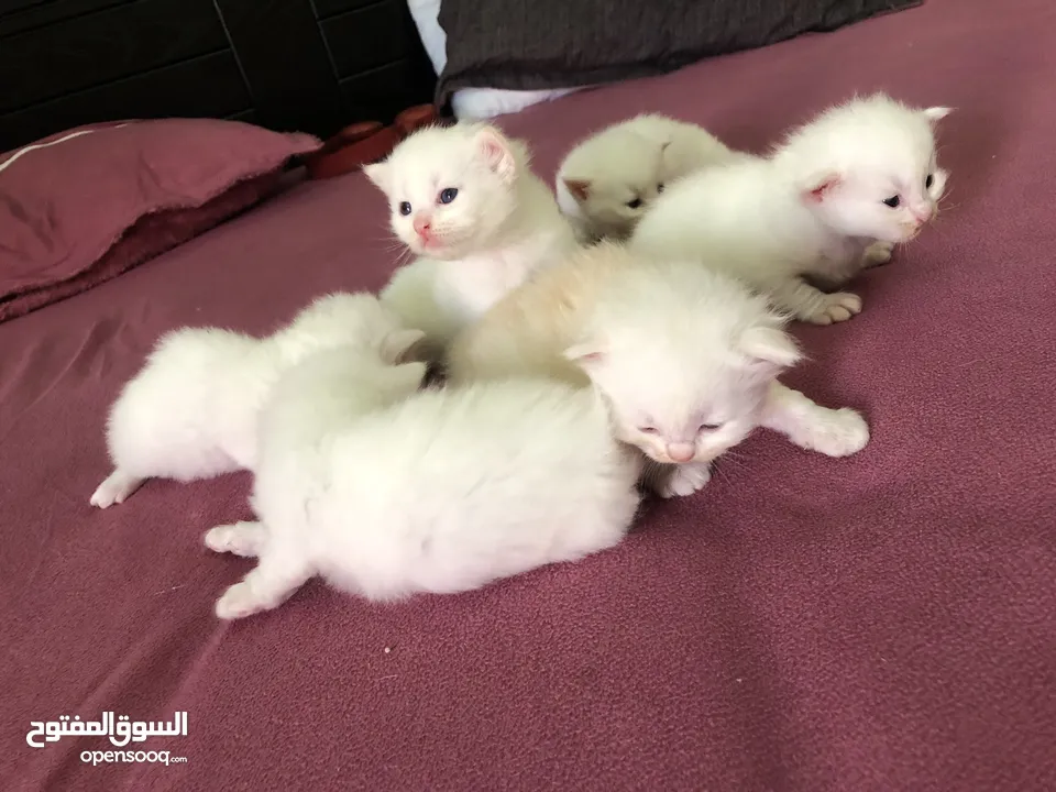 Cat baby Persian