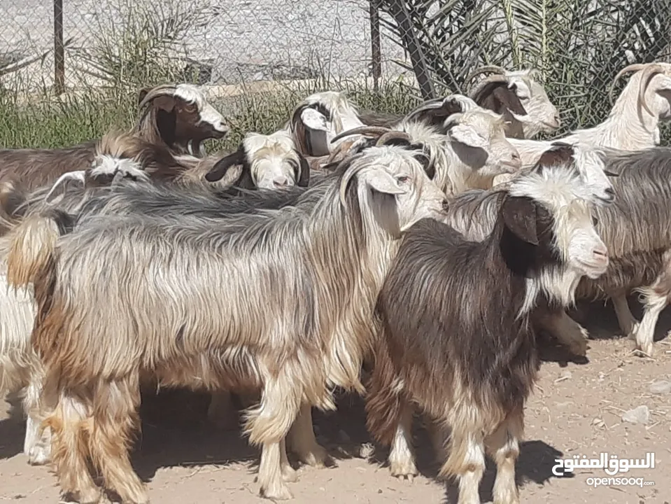 رموج من حلال الرحوب ومن حلال بني سعيد حلال طيب ونظيف للتربية او للذبح