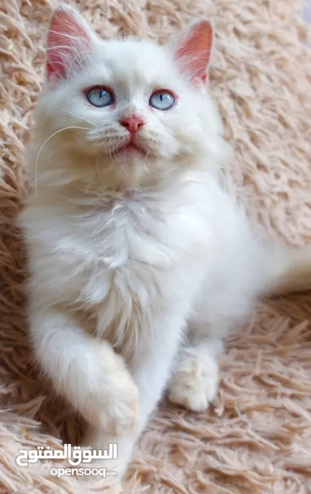 متوفر قط شيرازي فارسي شهرين ونص