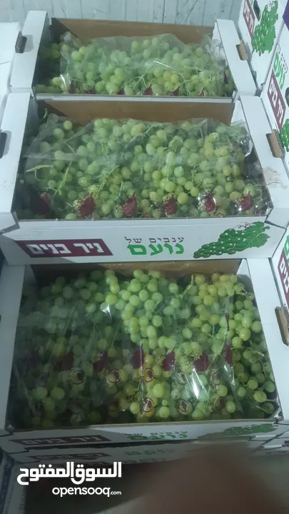 مشروع تجارة جملة فواكه وخضار بحاجة لتمويل للشراكه