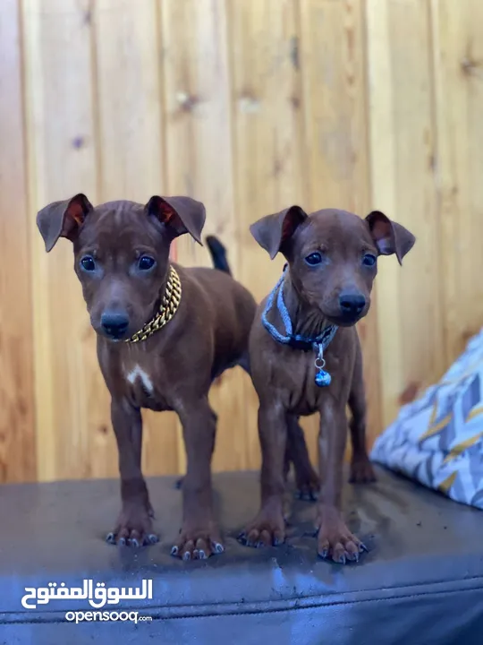 “للذوّاق فقط – Mini Pinscher بيور راقٍ ونادر