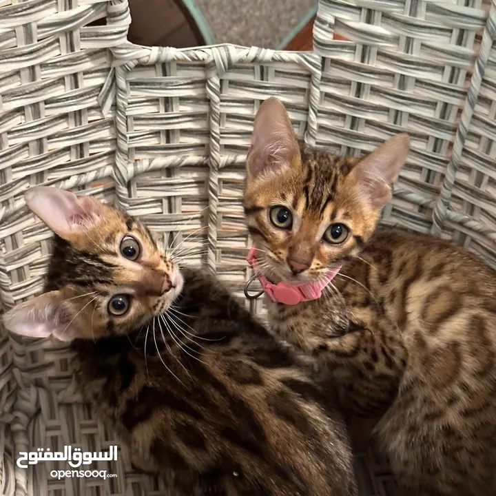 Address Bengal kittens available for adoption