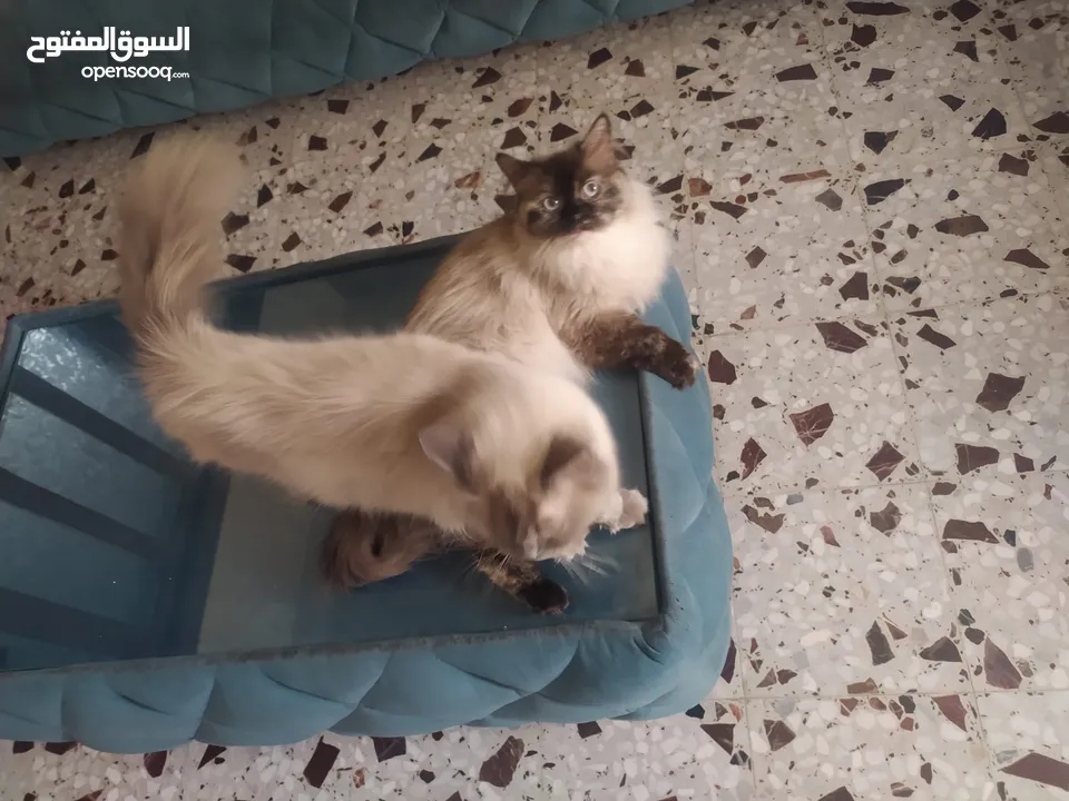 قطط همالايا اناث
