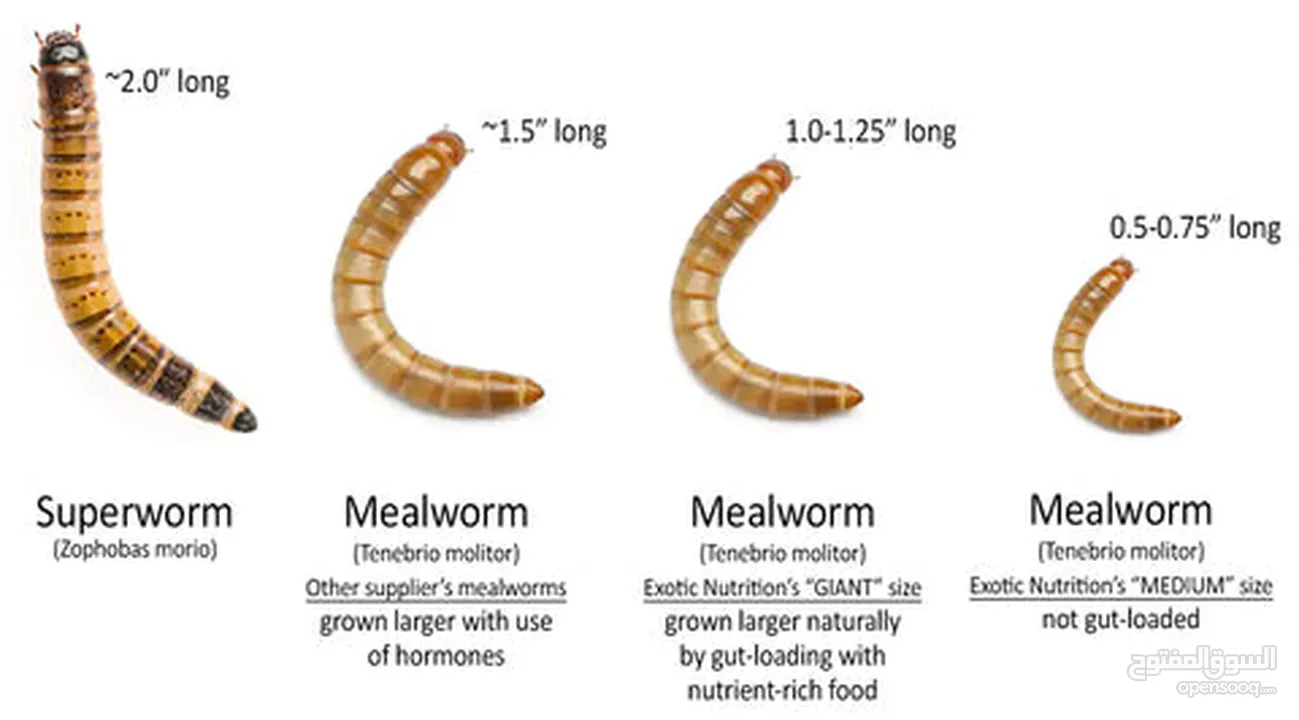 دود قبابي /ميل ورم /Mealworm