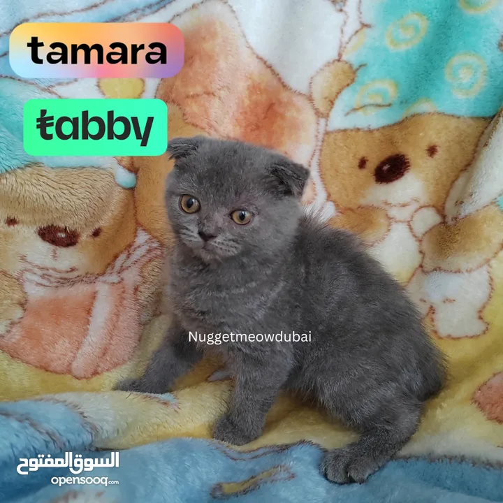 Premium kittens by German breeder in Dubai (250651271) السوق المفتوح