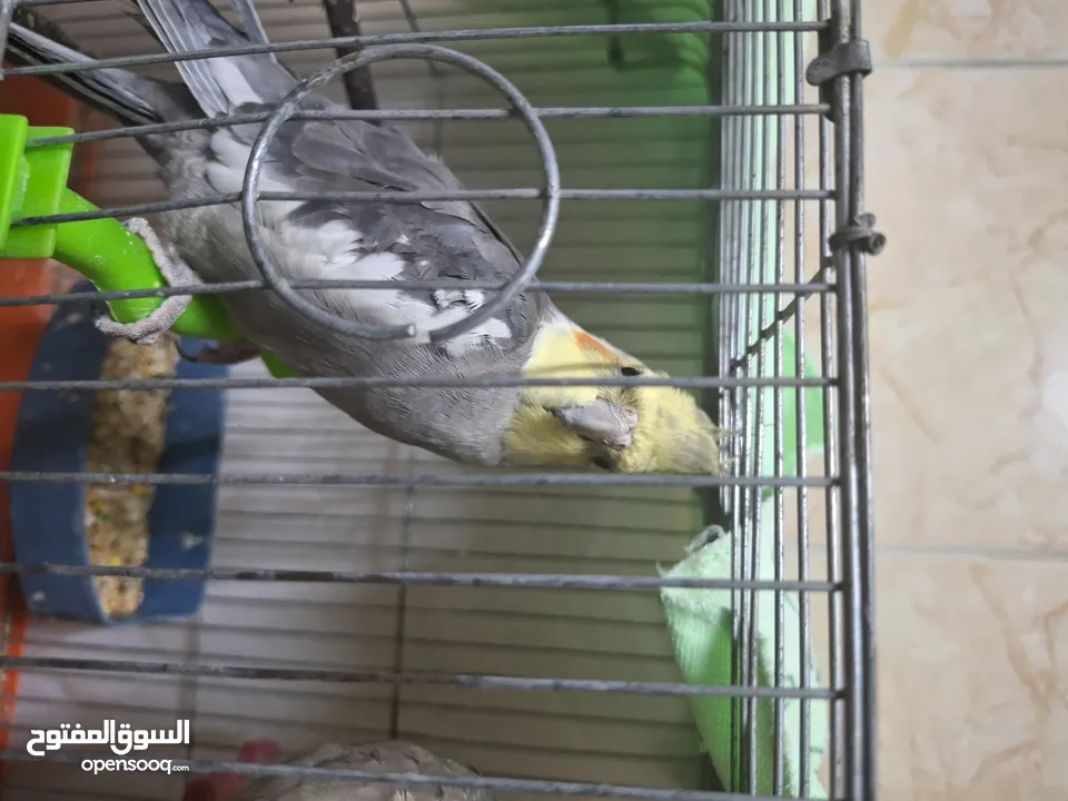 ذكر وانثى كوكتيل للبيع
