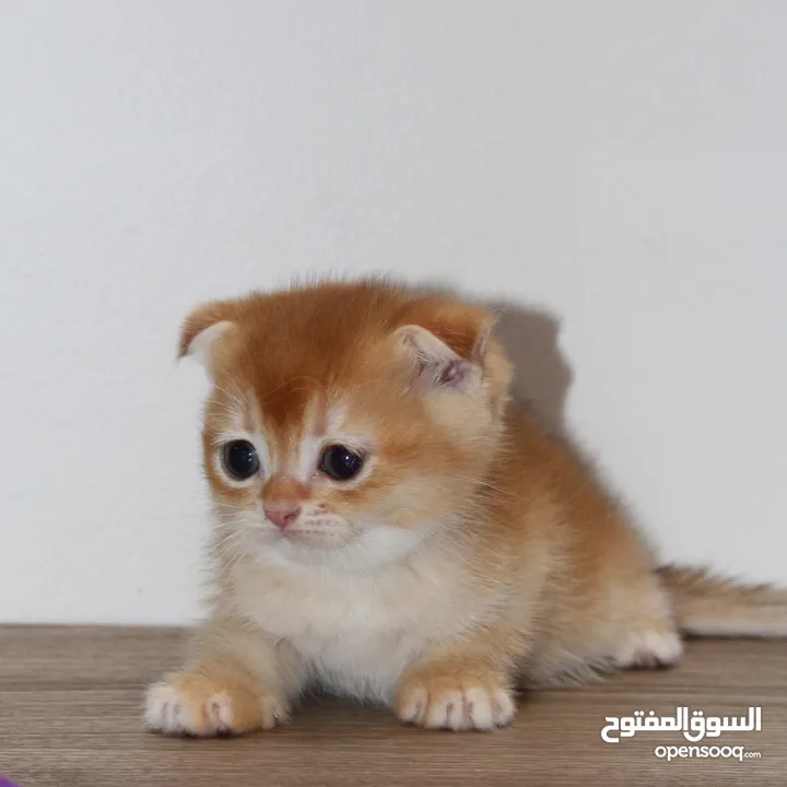 كتنز سكوتش فولد - Scottish fold kittens