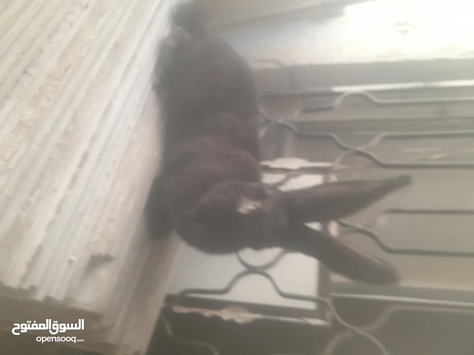 ارانب الماني