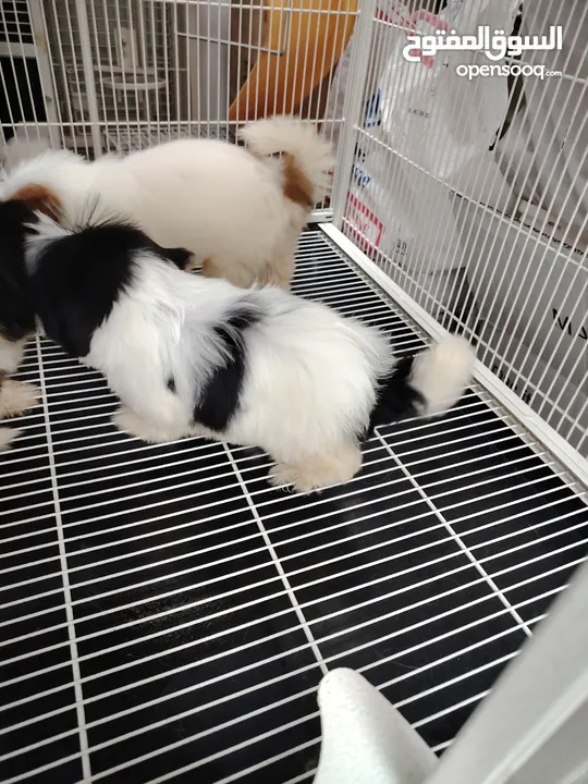Shihzt pure puppies 2 months old 