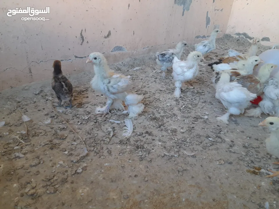 صيصان براهما مستويات عالية