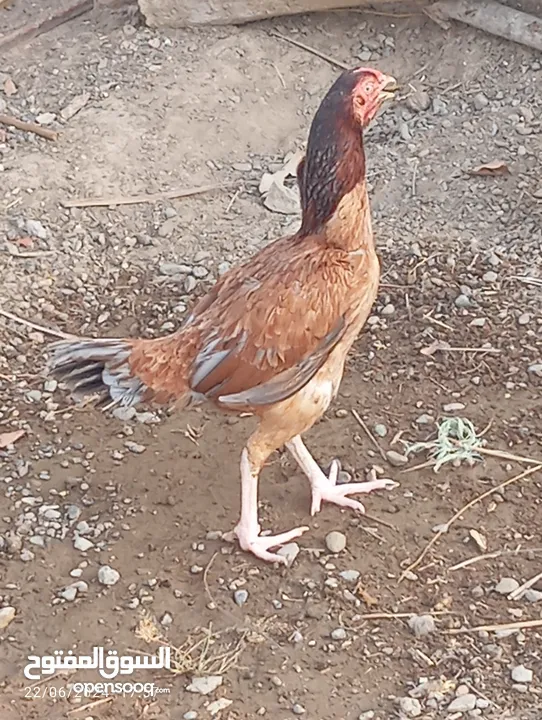 دجاج بكستاني ع 7