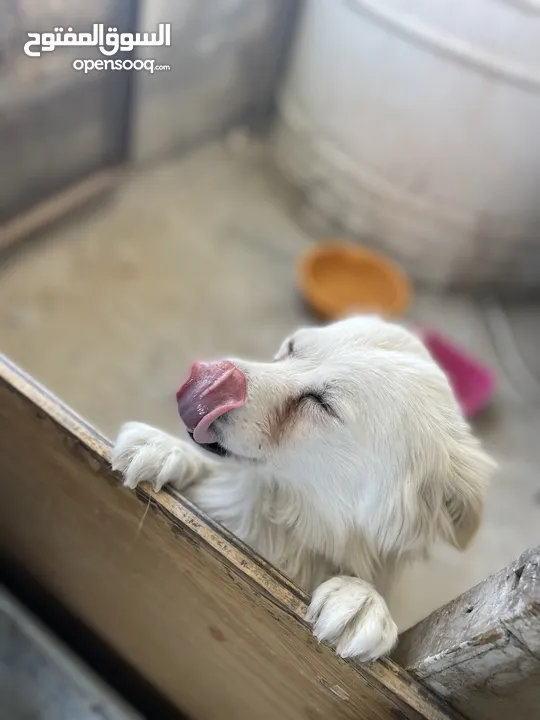 كلب لطيف للبيع بسعر ممتاز