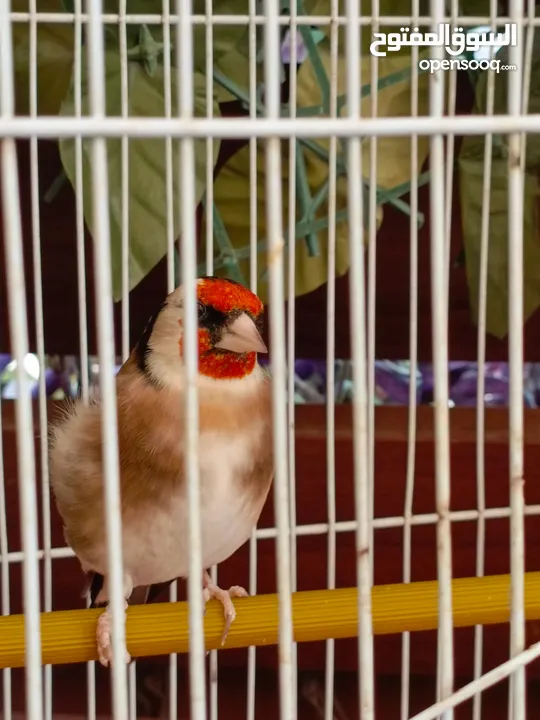 حسون ترابي اليف جدا مغنى جميل