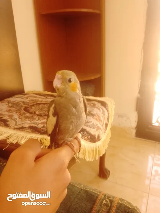 ببغاء كوكتيل اليف جدنننننن