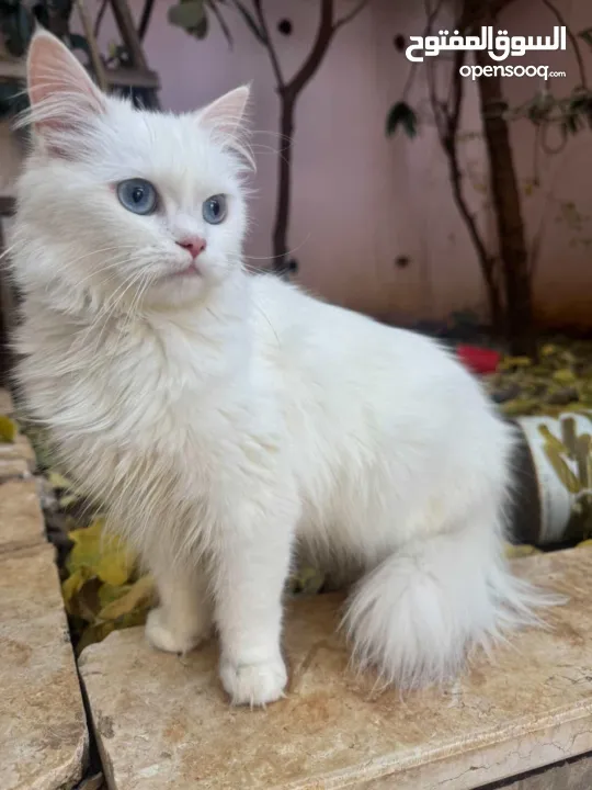 قطة للبيع رام الله