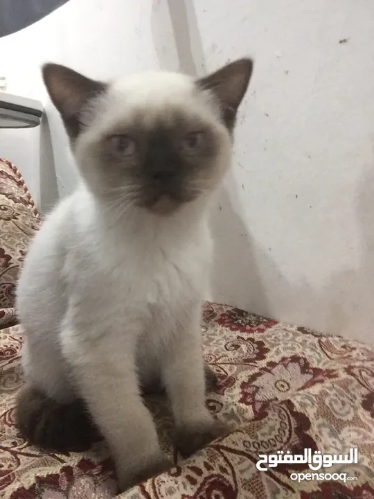Himalayan male 3.5 monthes cat for sale