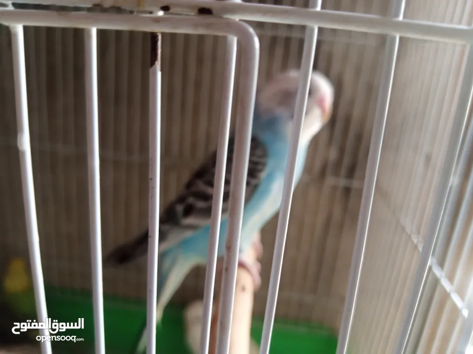 عصافير توكتيل جوز عصافير حب مخاليف