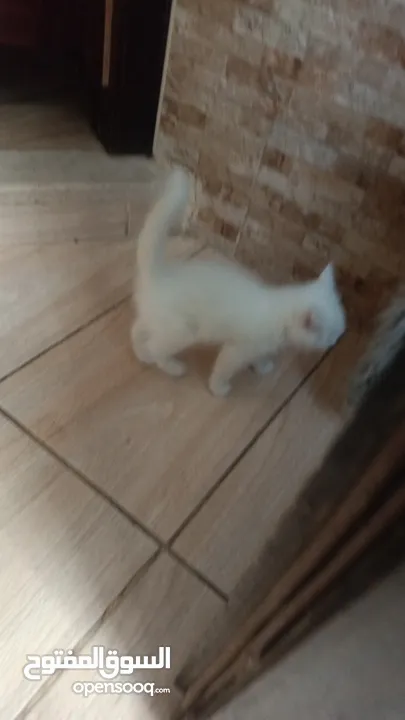 للبيع قطه ميكس (kitten) كما في الصور  بصحه ممتازه ماخده المطاعيم متعوده على دراية فوود واللتر بوكس.