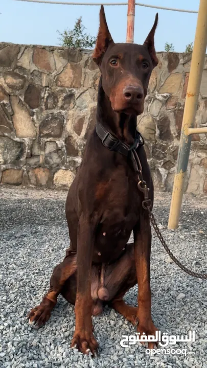 Doberman  males and females available