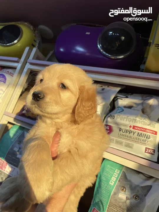 Golden retriever puppy