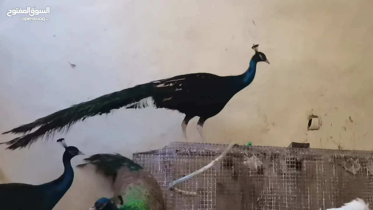 طاووس أمريكي الوصف مهم